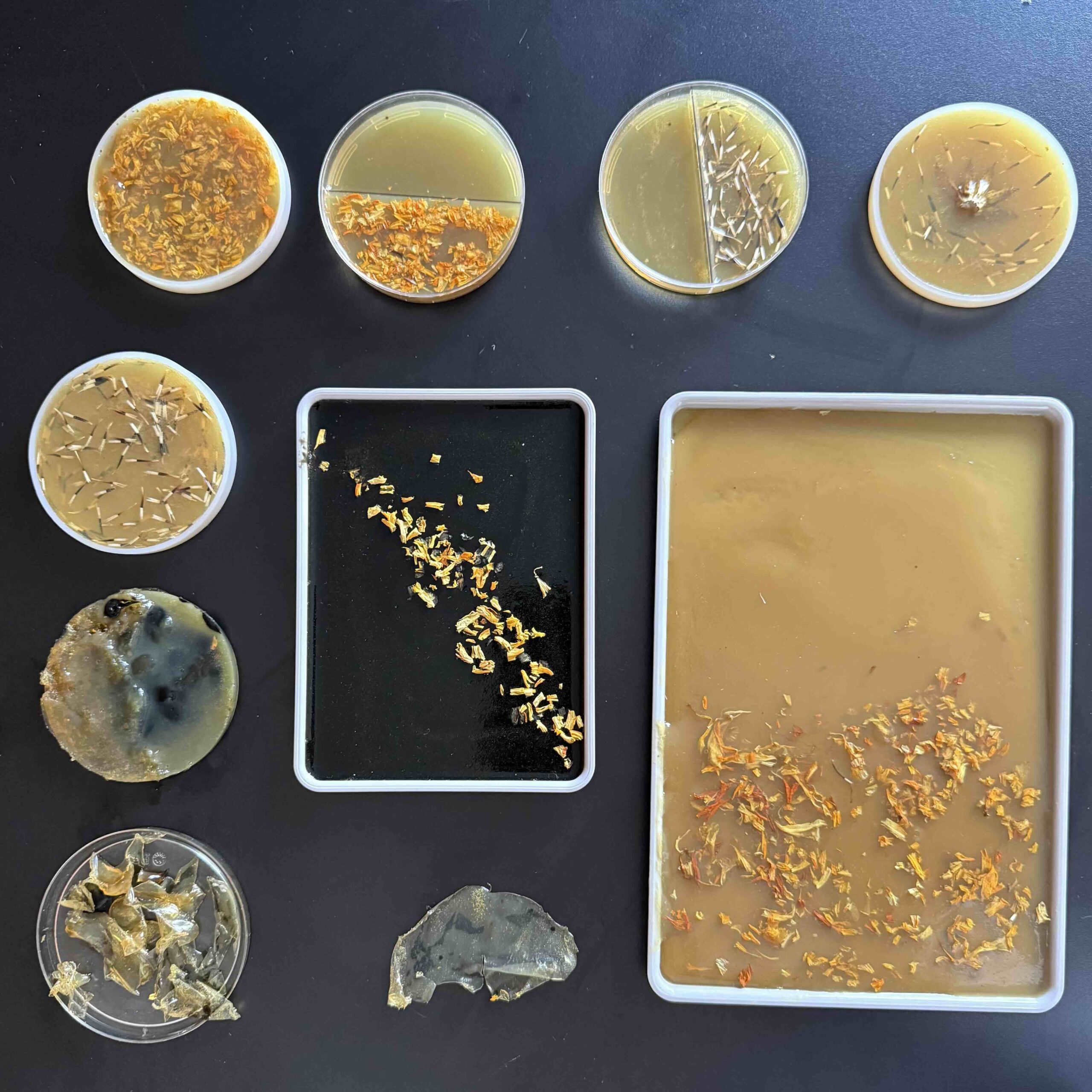 biomaterials table bioplastics made with agar and gelatin cempasuchil flower petals