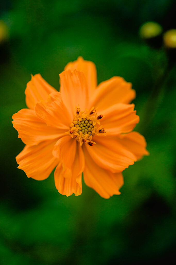 cosmos sulphureus flower from Make Make Organic Farm edible flower