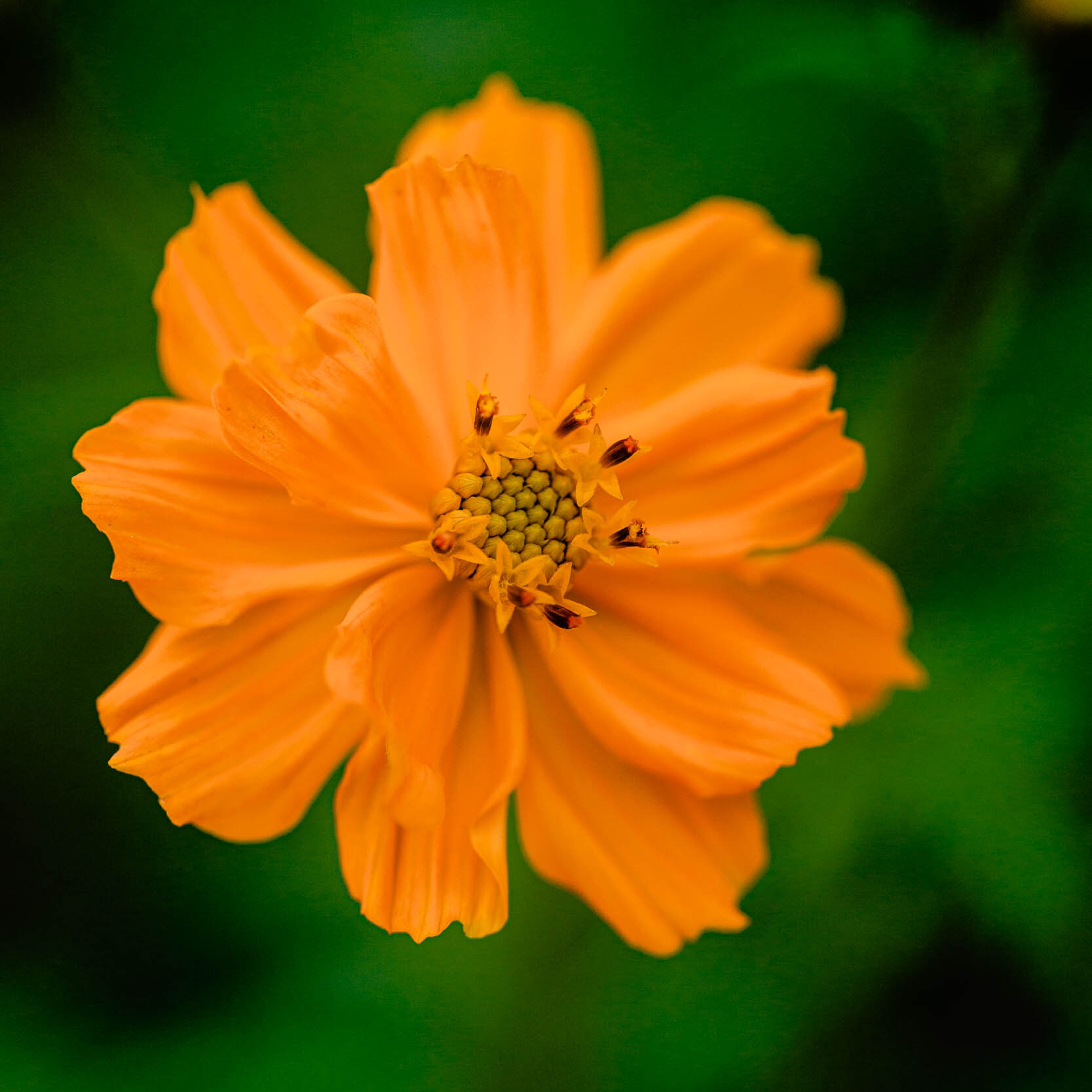 cosmos sulphureus flower from Make Make Organic Farm edible flower